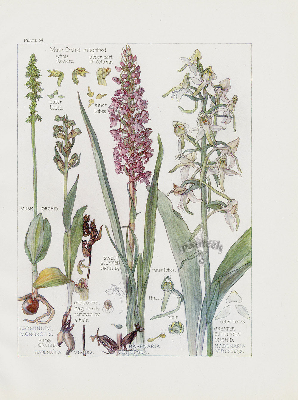 Adams 1907 Great Butterfly Orchid, Musk Orchid, Sweet Scented Orchid