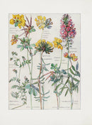 Adams 1907 Lady's Finger, Sainfoin, Bird's Foot - Panteek Antique Prints