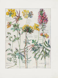 Adams 1907 Lady's Finger, Sainfoin, Bird's Foot - Panteek Antique Prints