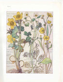 Adams 1907 Marsh Marigold, King Cup - Panteek Antique Prints