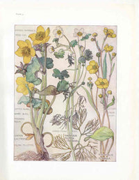 Adams 1907 Marsh Marigold, King Cup - Panteek Antique Prints