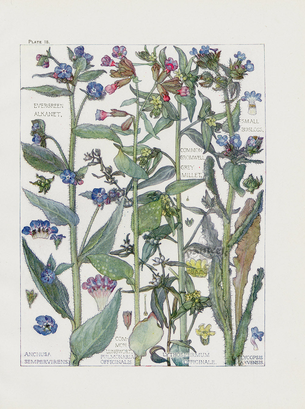 Adams 1907 Millet, Bugloss, Lungwort, Evergreen Alkanet
