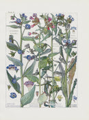 Adams 1907 Millet, Bugloss, Lungwort, Evergreen Alkanet - Panteek Antique Prints