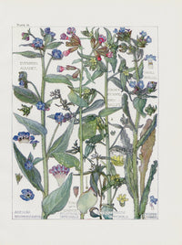 Adams 1907 Millet, Bugloss, Lungwort, Evergreen Alkanet - Panteek Antique Prints