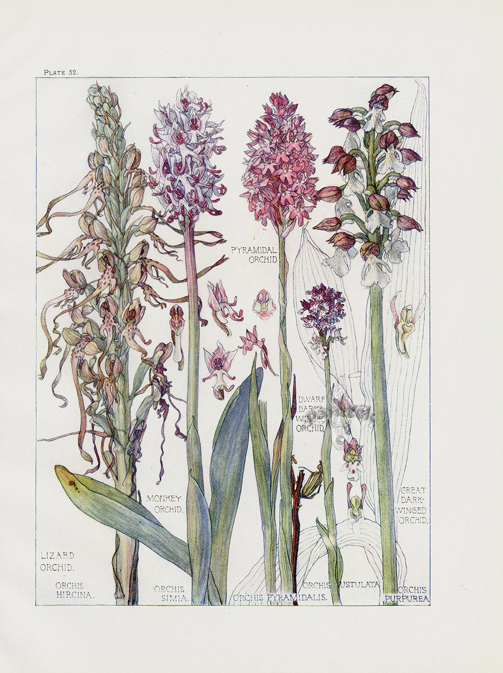 Adams 1907 Monkey Orchid, Lizard Orchid, Pyramidal Orchid, Dark-Winged Orchid