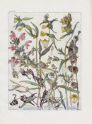 Adams 1907 Rattle, Cow-Wheat, Melampyrum - Panteek Antique Prints