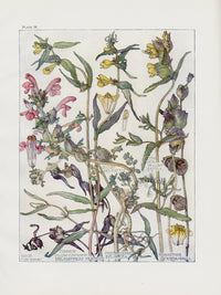 Adams 1907 Rattle, Cow-Wheat, Melampyrum - Panteek Antique Prints