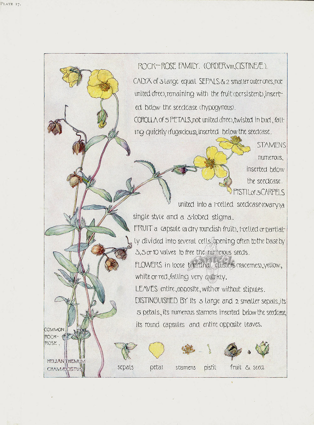 Adams 1907 Rock Rose Family