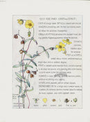 Adams 1907 Rock Rose Family - Panteek Antique Prints