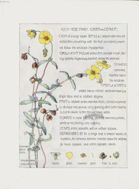 Adams 1907 Rock Rose Family - Panteek Antique Prints