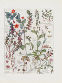 Adams 1907 Scarlet Pimpernel, Sea Milkwort - Panteek Antique Prints