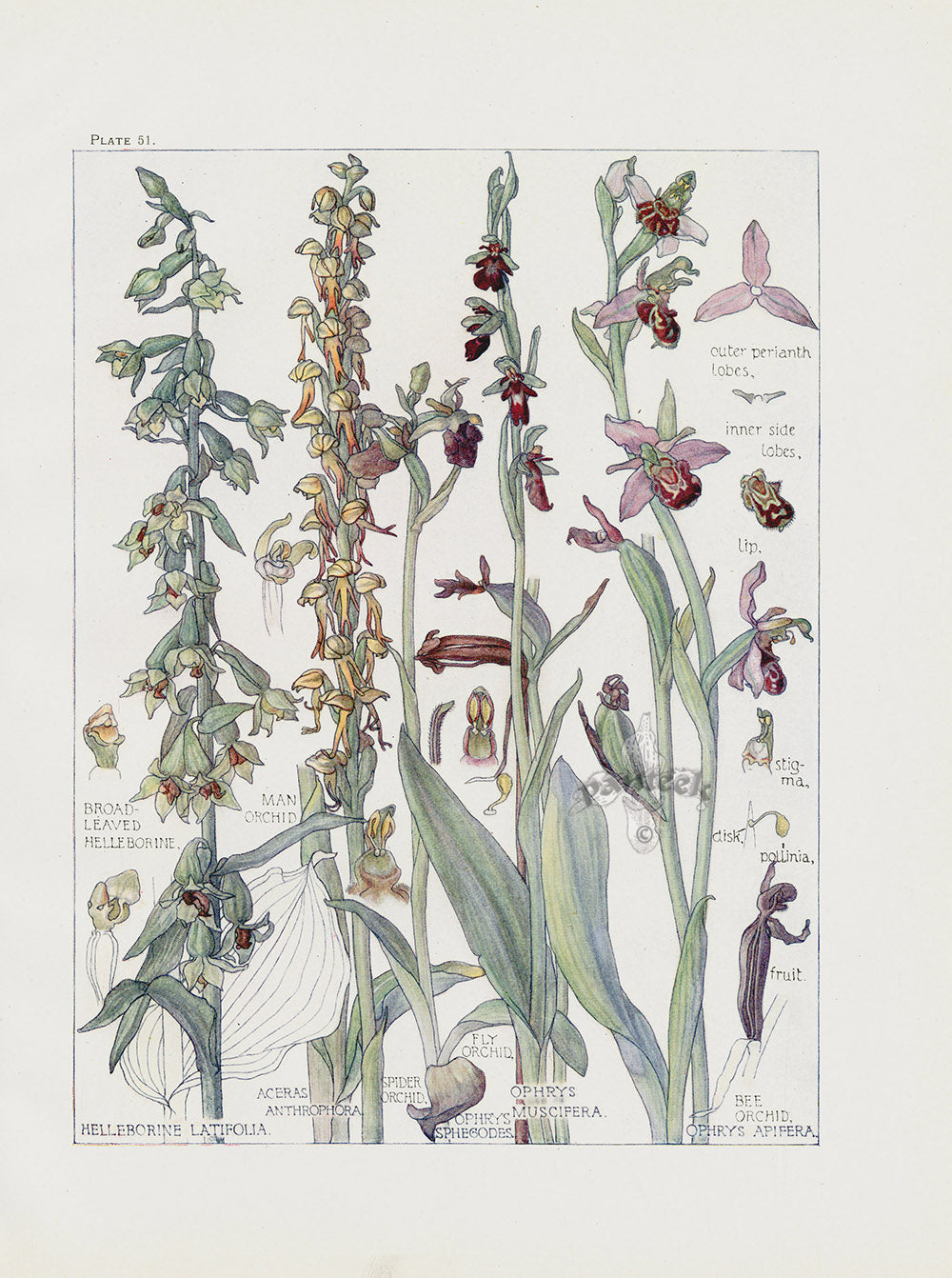 Adams 1907 Spider Orchid, Fly Orchid, Bee Orchid, Hellebore