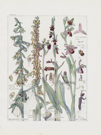Adams 1907 Spider Orchid, Fly Orchid, Bee Orchid, Hellebore - Panteek Antique Prints