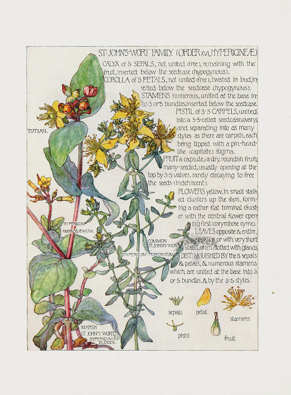 Adams 1907 St. John's Wort Family