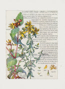 Adams 1907 St. John's Wort Family - Panteek Antique Prints
