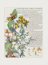 Adams 1907 St. John's Wort Family - Panteek Antique Prints