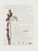 Adams 1907 The Bird's-Nest Family - Panteek Antique Prints