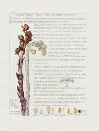 Adams 1907 The Bird's-Nest Family - Panteek Antique Prints