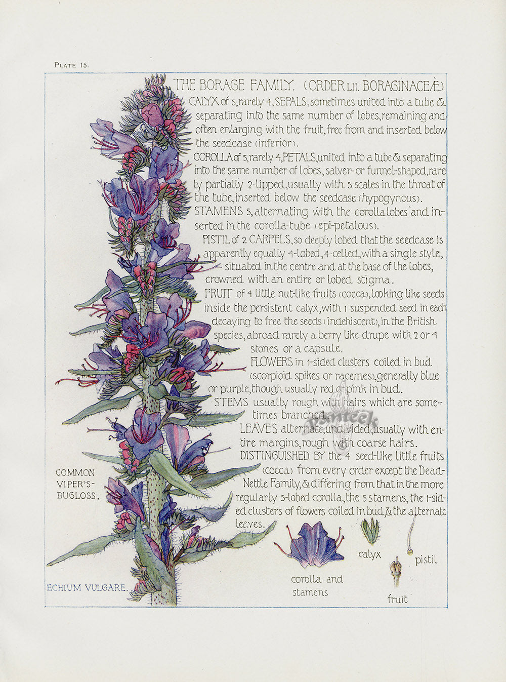 Adams 1907 The Borage Family, Viper's Bugloss