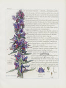 Adams 1907 The Borage Family, Viper's Bugloss - Panteek Antique Prints