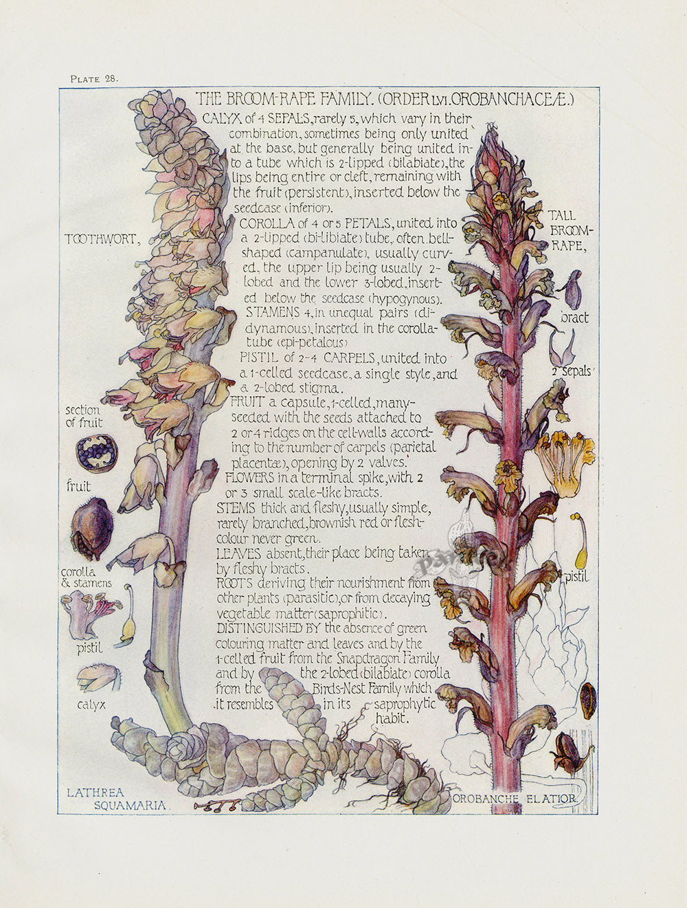 Adams 1907 The Broom-Rape Family