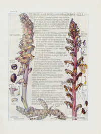 Adams 1907 The Broom-Rape Family - Panteek Antique Prints