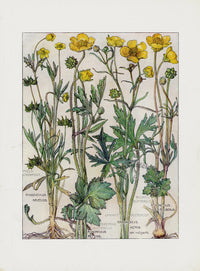 Adams 1907 The Buttercup Family - Panteek Antique Prints
