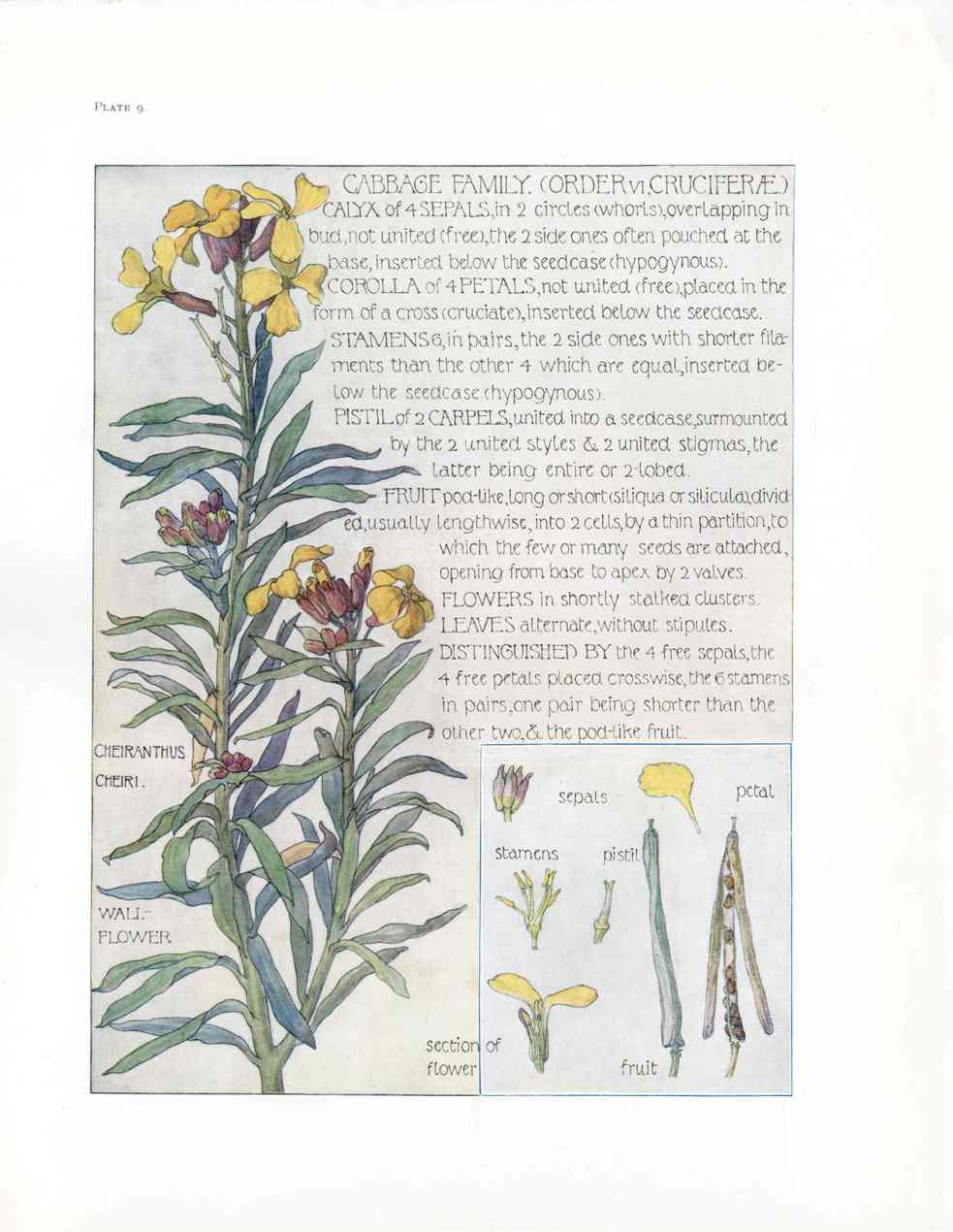 Adams 1907 The Cabbage Family, Wallflower