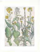 Adams 1907 The Cabbage Family, Wild Mustard - Panteek Antique Prints