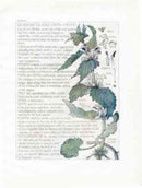 Adams 1907 The Dead Nettle Family - Panteek Antique Prints