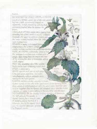 Adams 1907 The Dead Nettle Family - Panteek Antique Prints