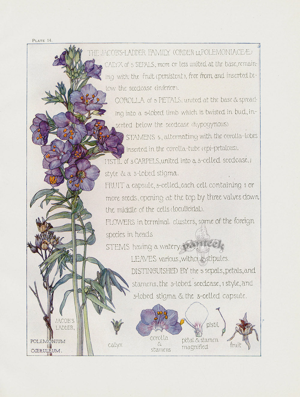 Adams 1907 The Jacob's Ladder Family