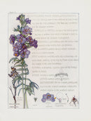 Adams 1907 The Jacob's Ladder Family - Panteek Antique Prints