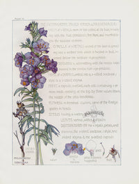 Adams 1907 The Jacob's Ladder Family - Panteek Antique Prints