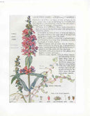 Adams 1907 The Loosestrife Family - Panteek Antique Prints