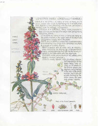 Adams 1907 The Loosestrife Family - Panteek Antique Prints