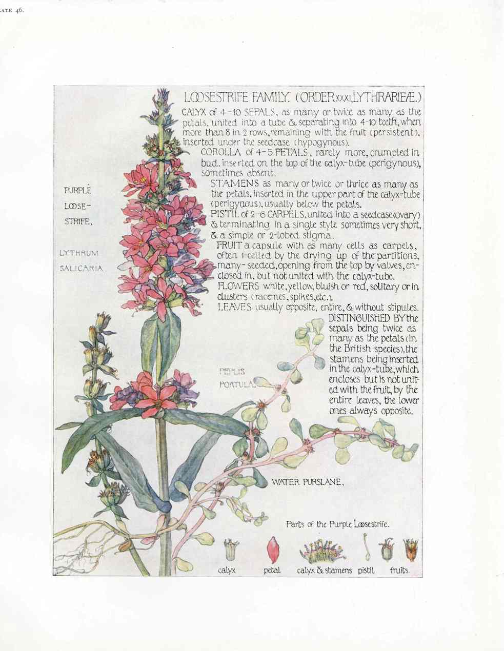 Adams 1907 The Loosestrife Family