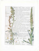 Adams 1907 The Mignonette Family - Panteek Antique Prints