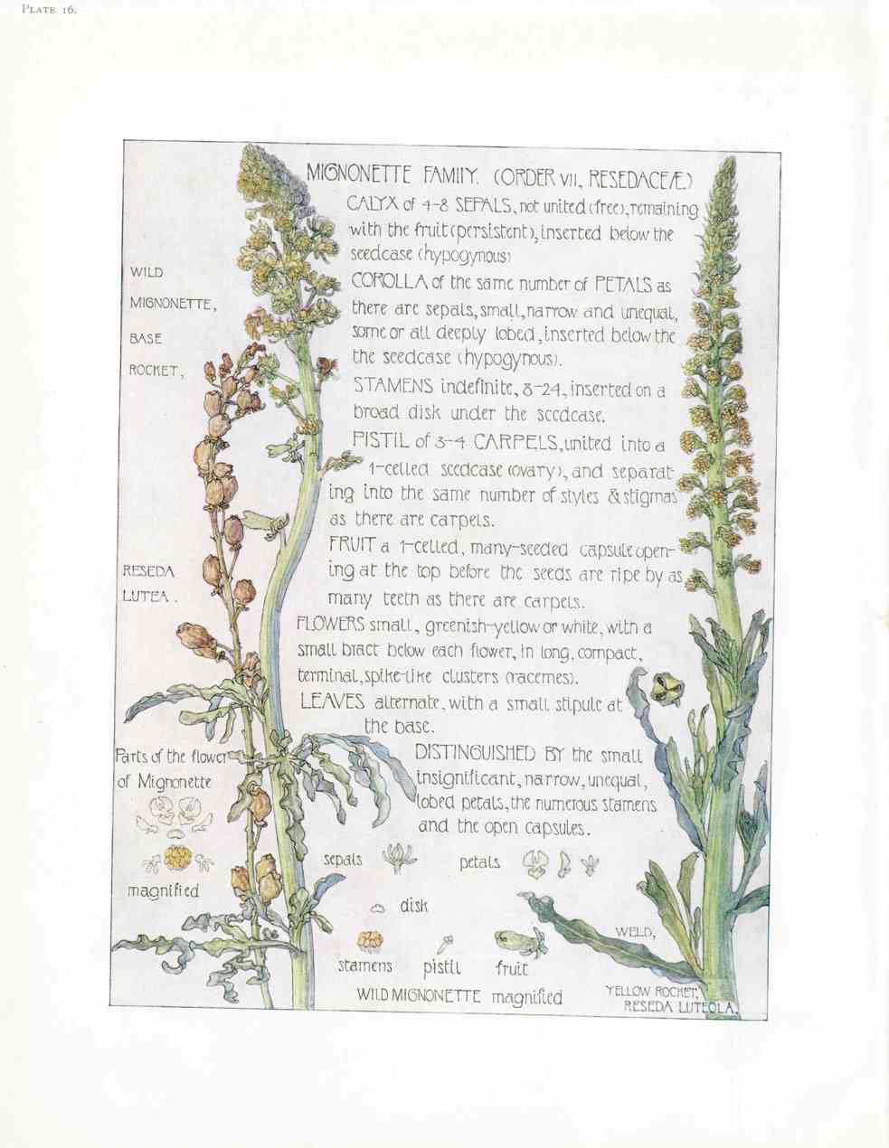 Adams 1907 The Mignonette Family