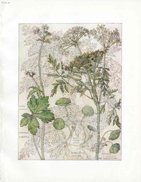 Adams 1907 The Parsley Family - Panteek Antique Prints