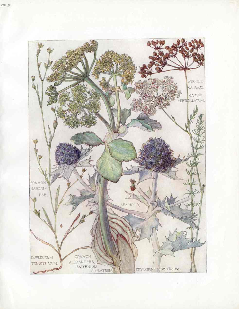 Adams 1907 The Parsley Family, Caraway