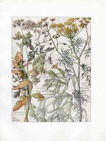 Adams 1907 The Parsley Family, Common Fennel