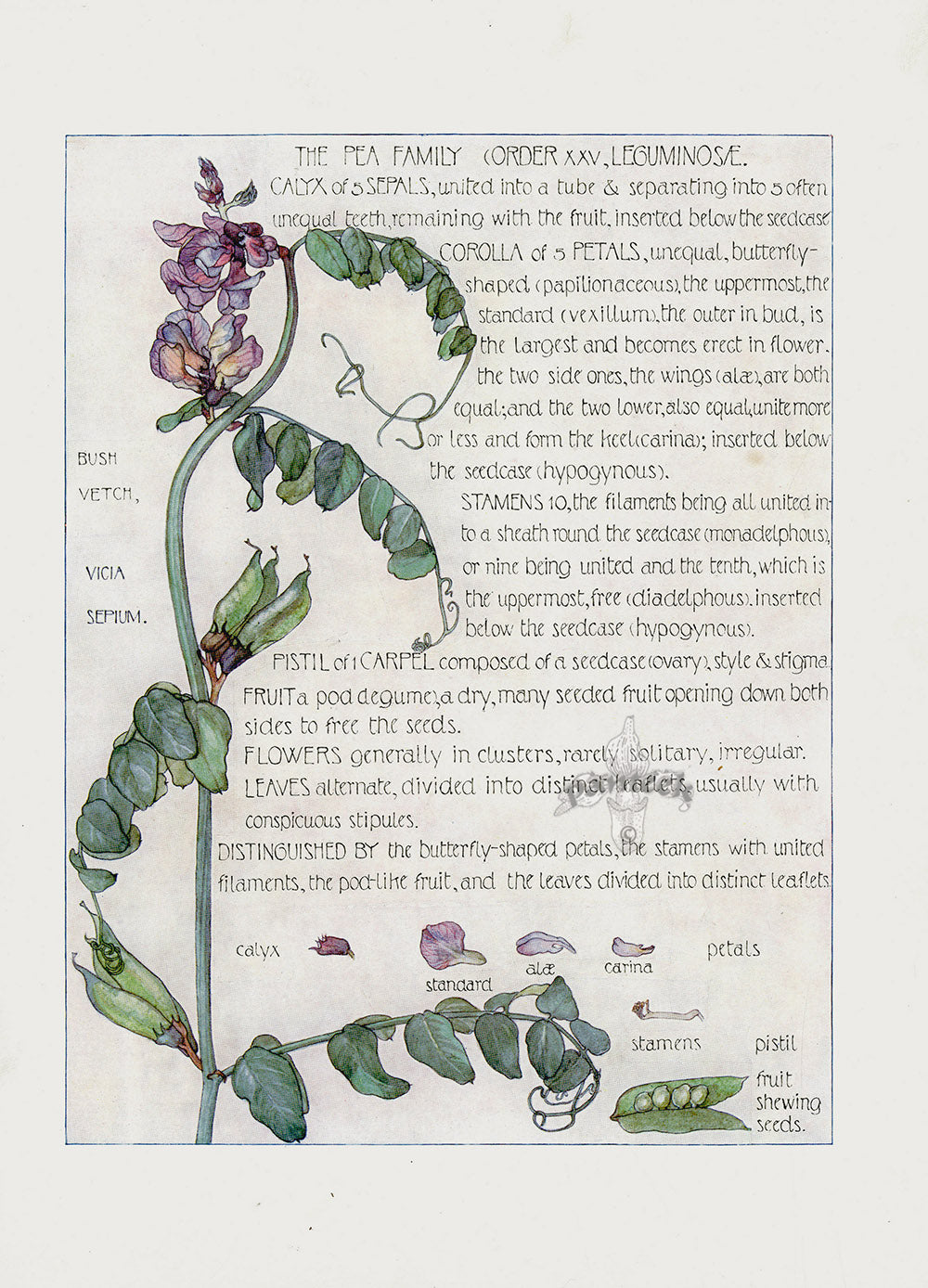 Adams 1907 The Pea Family