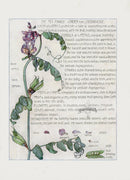 Adams 1907 The Pea Family - Panteek Antique Prints