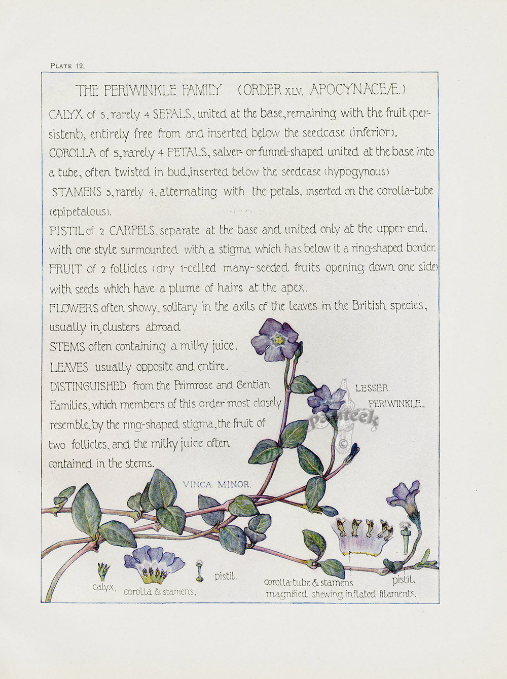 Adams 1907 The Periwinkle Family