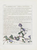 Adams 1907 The Periwinkle Family - Panteek Antique Prints