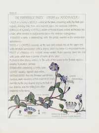 Adams 1907 The Periwinkle Family - Panteek Antique Prints