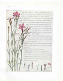 Adams 1907 The Pink Family - Panteek Antique Prints