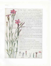 Adams 1907 The Pink Family - Panteek Antique Prints