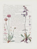 Adams 1907 The Thrift Family - Panteek Antique Prints